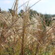 Ozdobnice čínská 'Puenktchen' - Miscanthus sinensis 'Puenktchen'