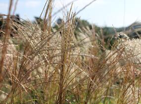 Ozdobnice čínská 'Puenktchen' - Miscanthus sinensis 'Puenktchen'