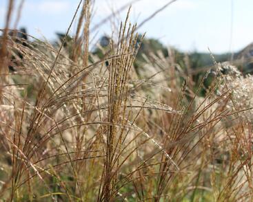 Ozdobnice čínská 'Puenktchen'