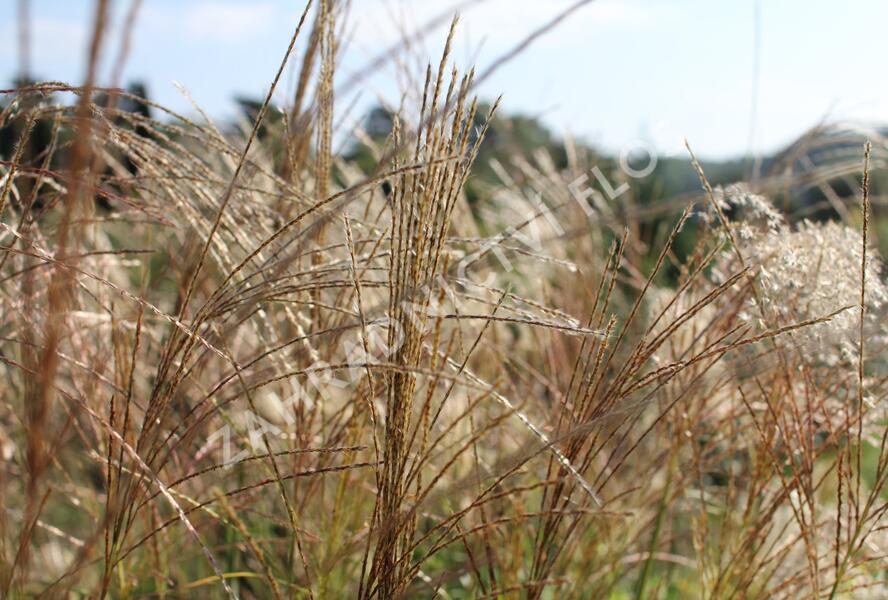Ozdobnice čínská 'Puenktchen' - Miscanthus sinensis 'Puenktchen'