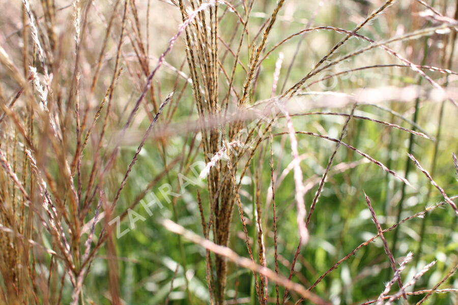 Ozdobnice čínská 'Puenktchen' - Miscanthus sinensis 'Puenktchen'