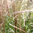 Ozdobnice čínská 'Puenktchen' - Miscanthus sinensis 'Puenktchen'