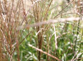 Ozdobnice čínská 'Puenktchen' - Miscanthus sinensis 'Puenktchen'