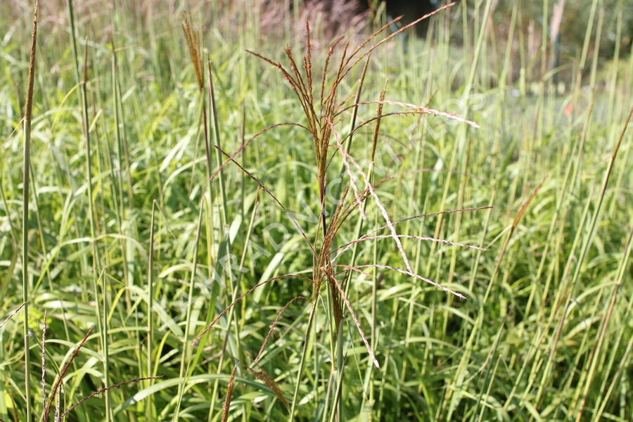 Ozdobnice čínská 'David' - Miscanthus sinensis 'David'