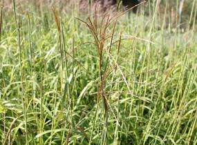 Ozdobnice čínská 'David' - Miscanthus sinensis 'David'