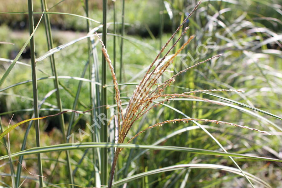 Ozdobnice čínská 'Sirene' - Miscanthus sinensis 'Sirene'