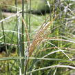 Ozdobnice čínská 'Sirene' - Miscanthus sinensis 'Sirene'