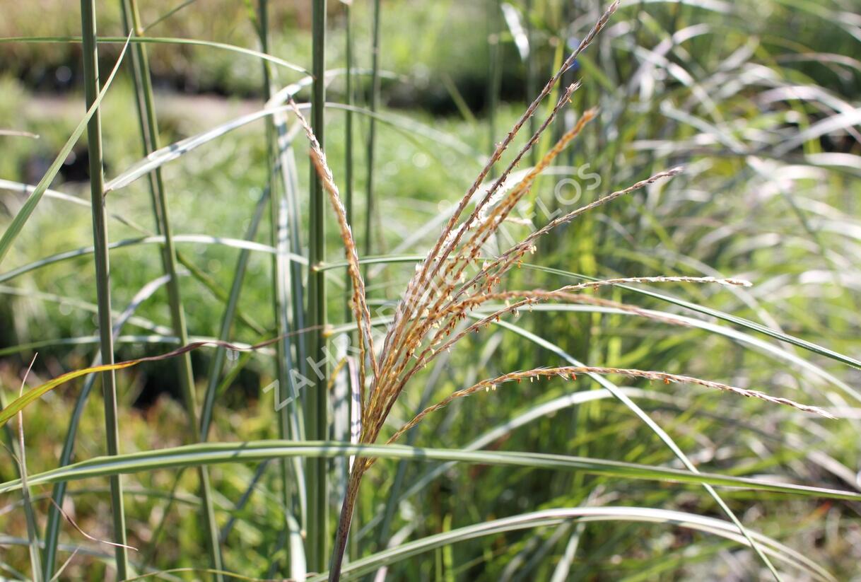 Ozdobnice čínská 'Sirene' - Miscanthus sinensis 'Sirene'