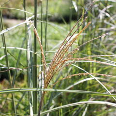 Ozdobnice čínská 'Sirene' - Miscanthus sinensis 'Sirene'