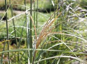 Ozdobnice čínská 'Sirene' - Miscanthus sinensis 'Sirene'