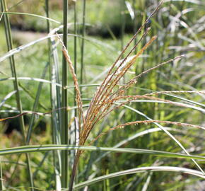 Ozdobnice čínská 'Sirene' - Miscanthus sinensis 'Sirene'