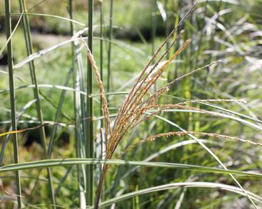 Ozdobnice čínská 'Sirene'