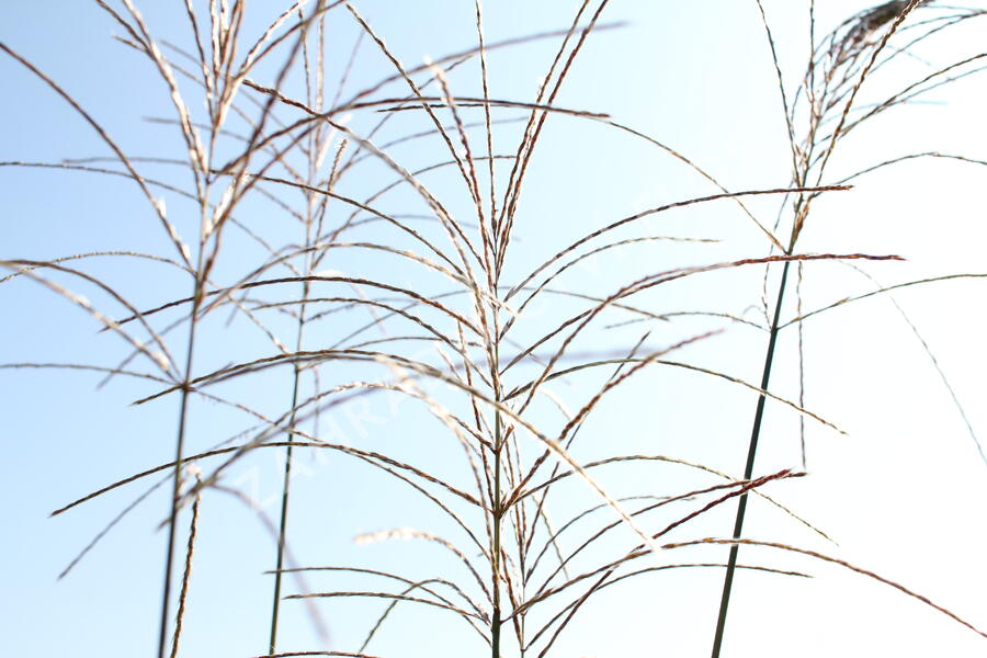 Ozdobnice čínská 'Sirene' - Miscanthus sinensis 'Sirene'