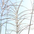 Ozdobnice čínská 'Sirene' - Miscanthus sinensis 'Sirene'