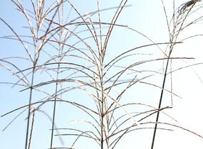 Ozdobnice čínská 'Sirene' - Miscanthus sinensis 'Sirene'