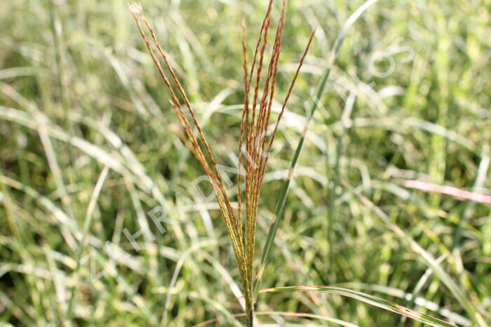Ozdobnice čínská 'Little Zebra' - Miscanthus sinensis 'Little Zebra'