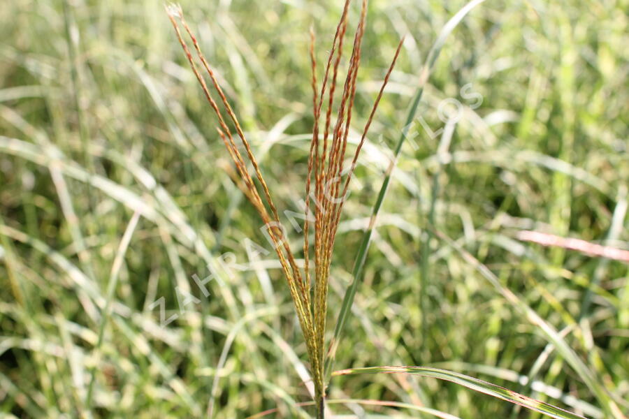 Ozdobnice čínská 'Little Zebra' - Miscanthus sinensis 'Little Zebra'