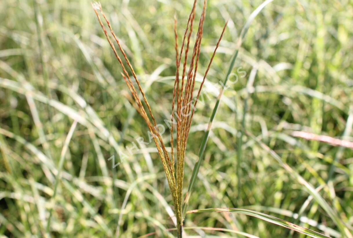 Ozdobnice čínská 'Little Zebra' - Miscanthus sinensis 'Little Zebra'