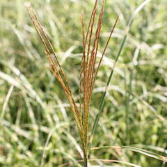 Ozdobnice čínská 'Little Zebra' - Miscanthus sinensis 'Little Zebra'