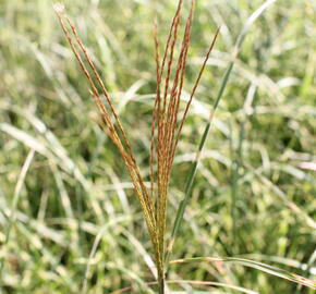 Ozdobnice čínská 'Little Zebra' - Miscanthus sinensis 'Little Zebra'
