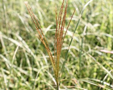 Ozdobnice čínská 'Little Zebra'