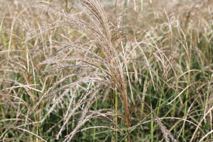 Ozdobnice čínská 'Kleine Fontäne' - Miscanthus sinensis 'Kleine Fontäne'
