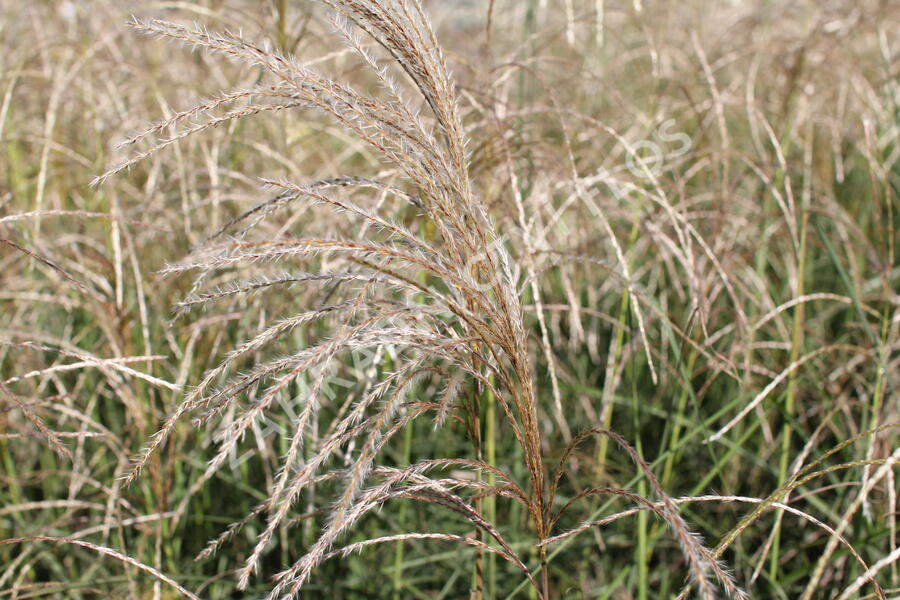 Ozdobnice čínská 'Kleine Fontäne' - Miscanthus sinensis 'Kleine Fontäne'