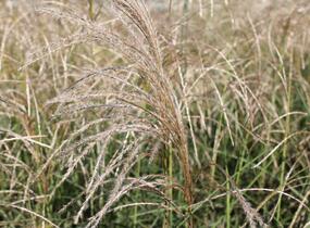 Ozdobnice čínská 'Kleine Fontäne' - Miscanthus sinensis 'Kleine Fontäne'