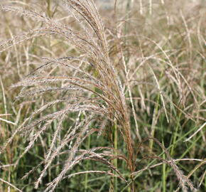 Ozdobnice čínská 'Kleine Fontäne' - Miscanthus sinensis 'Kleine Fontäne'