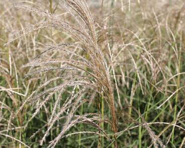 Ozdobnice čínská 'Kleine Fontäne'