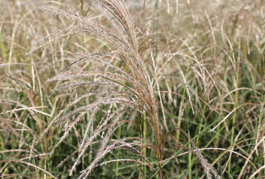 Ozdobnice čínská 'Kleine Fontäne' - Miscanthus sinensis 'Kleine Fontäne'