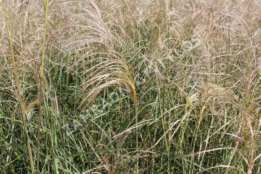Ozdobnice čínská 'Kleine Fontäne' - Miscanthus sinensis 'Kleine Fontäne'