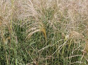 Ozdobnice čínská 'Kleine Fontäne' - Miscanthus sinensis 'Kleine Fontäne'