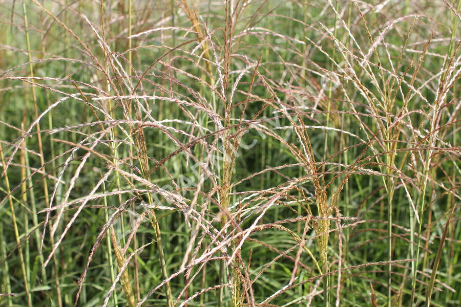 Ozdobnice čínská 'Undine' - Miscanthus sinensis 'Undine'