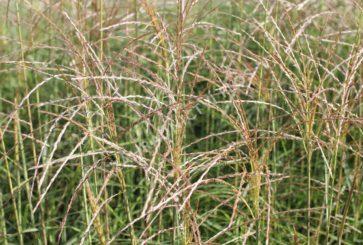 Ozdobnice čínská 'Undine' - Miscanthus sinensis 'Undine'