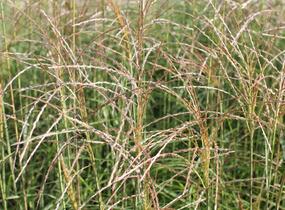 Ozdobnice čínská 'Undine' - Miscanthus sinensis 'Undine'