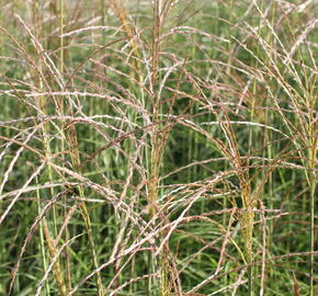 Ozdobnice čínská 'Undine' - Miscanthus sinensis 'Undine'