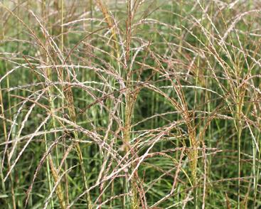 Ozdobnice čínská 'Undine'