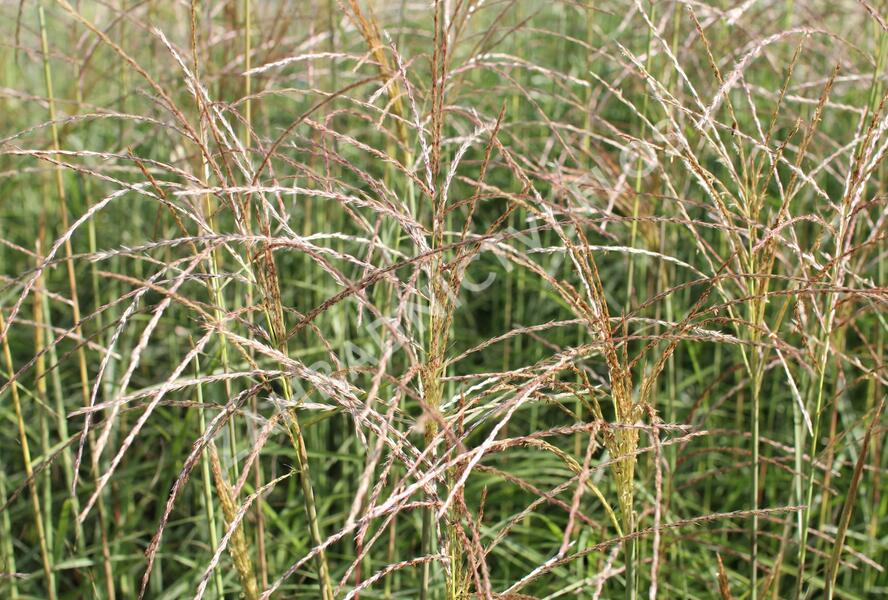 Ozdobnice čínská 'Undine' - Miscanthus sinensis 'Undine'