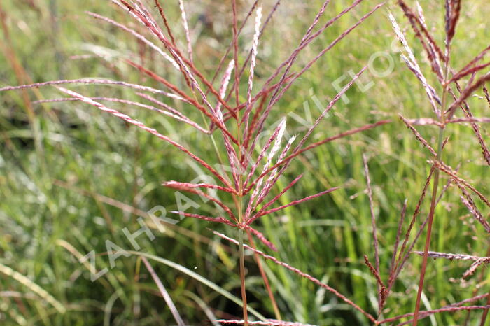 Ozdobnice čínská 'Red Chief' - Miscanthus sinensis 'Red Chief'