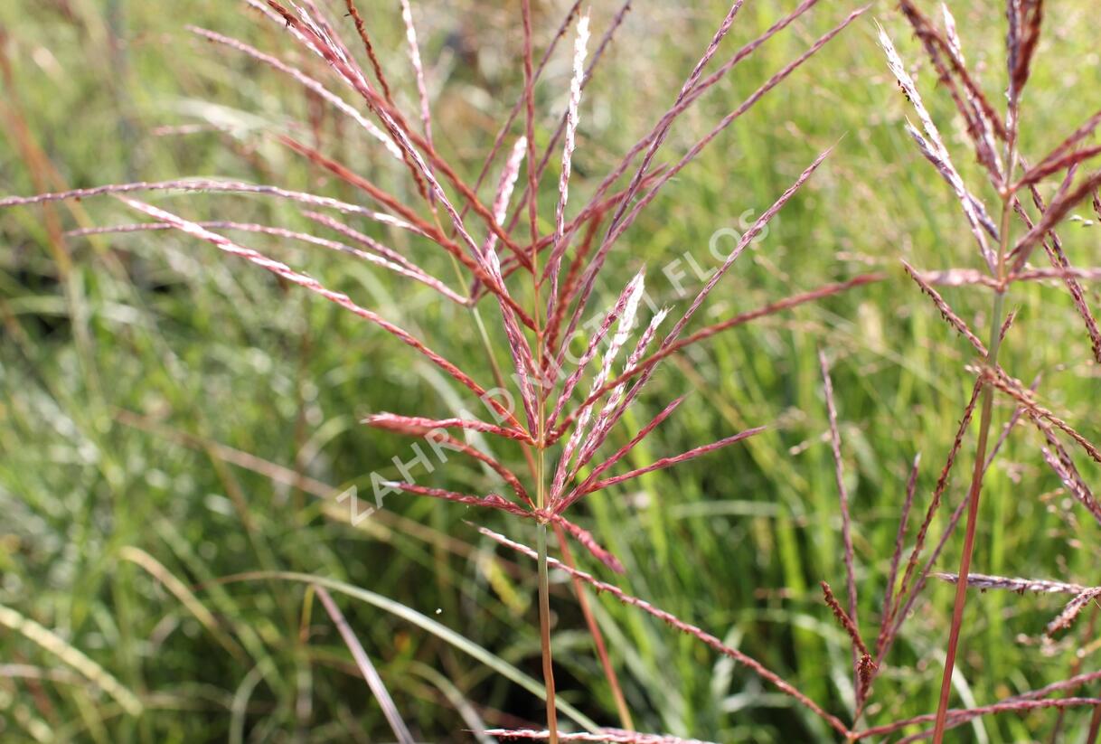 Ozdobnice čínská 'Red Chief' - Miscanthus sinensis 'Red Chief'