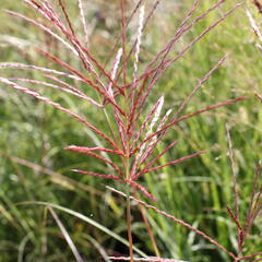 Ozdobnice čínská 'Red Chief' - Miscanthus sinensis 'Red Chief'