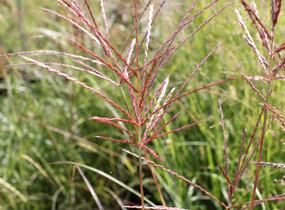 Ozdobnice čínská 'Red Chief' - Miscanthus sinensis 'Red Chief'