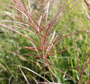 Ozdobnice čínská 'Red Chief' - Miscanthus sinensis 'Red Chief'
