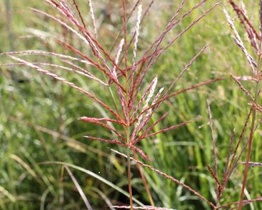 Ozdobnice čínská 'Red Chief'