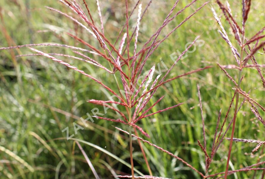 Ozdobnice čínská 'Red Chief' - Miscanthus sinensis 'Red Chief'