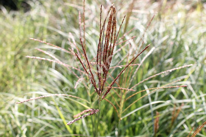 Ozdobnice čínská 'Silberspinne' - Miscanthus sinensis 'Silberspinne'