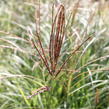 Ozdobnice čínská 'Silberspinne' - Miscanthus sinensis 'Silberspinne'