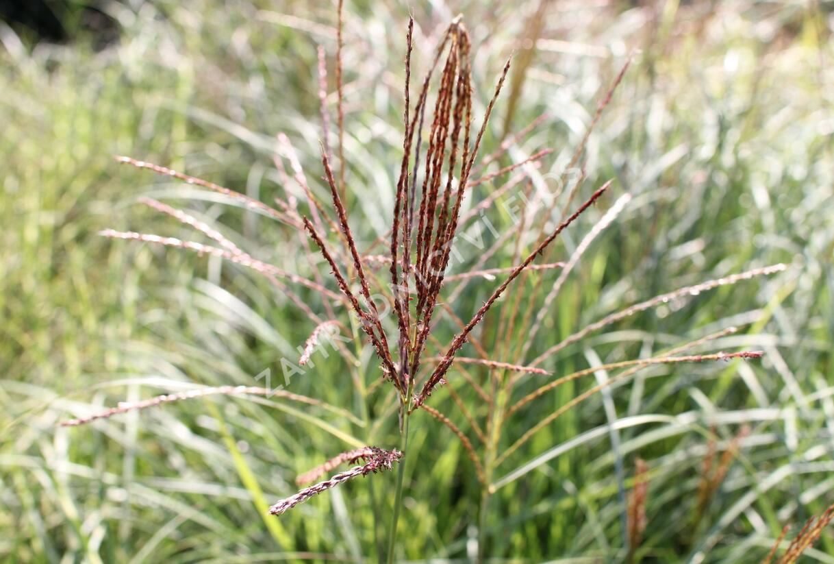 Ozdobnice čínská 'Silberspinne' - Miscanthus sinensis 'Silberspinne'