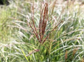 Ozdobnice čínská 'Silberspinne' - Miscanthus sinensis 'Silberspinne'